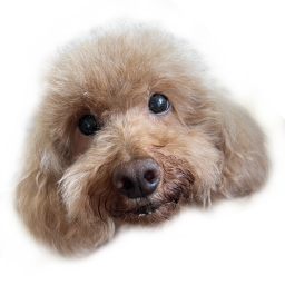 :realdog_toypoo: