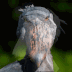:shoebillspin: