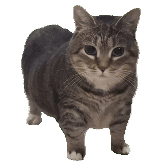 :oiiacat: