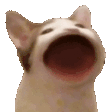 :popcat:
